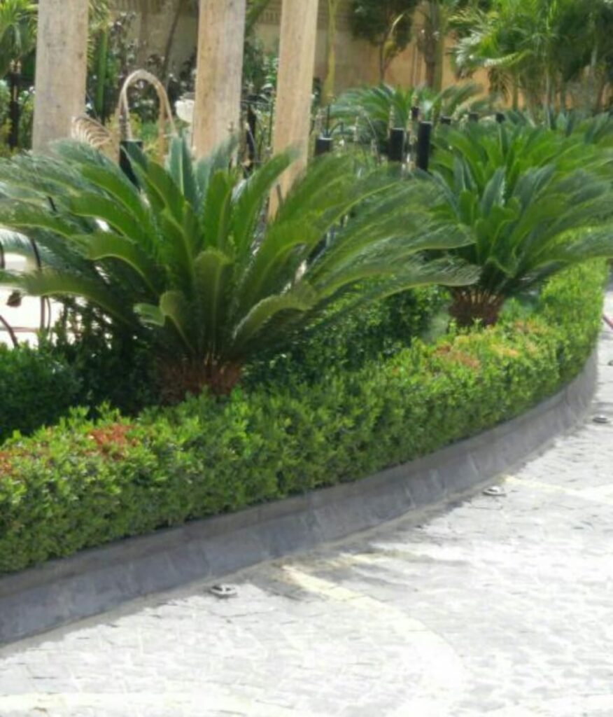 صيانة حدائق شهرية بالدمام